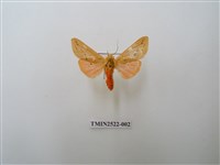 藏品(褐赭污燈蛾)的圖片